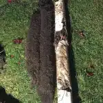 Sewer Repair